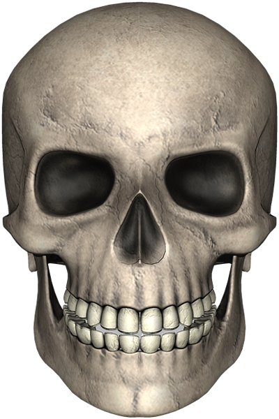 Skull Human Skull